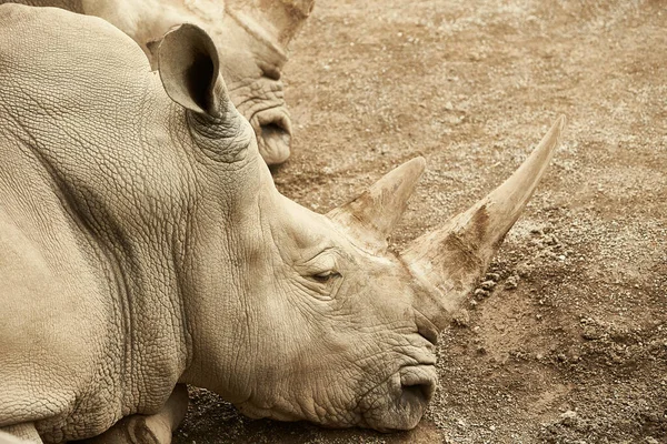 Šedý Nosorožec Odpočívající Zemi — Stock fotografie