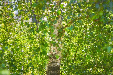 Yaz mevsiminde huş dalları.