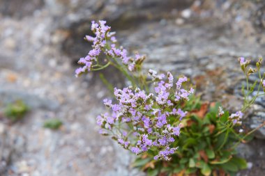 Deniz lavantası - Limonyum vulgare çiçeği (Plumbaginaceae; Caryophyllales) sudaki tuzlu ve zengin deniz kıyılarında sulanır..