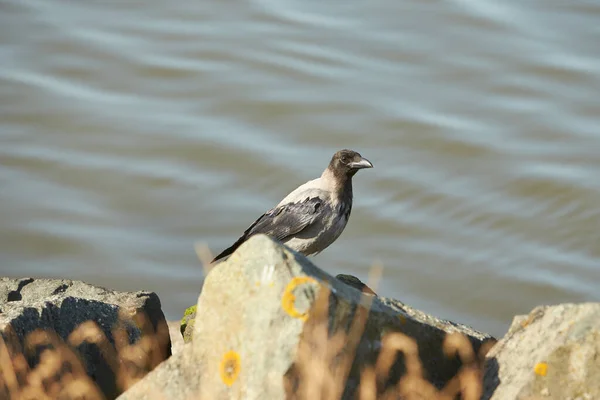 Black Crow Walking Rock White Water Background — Stock Photo, Image