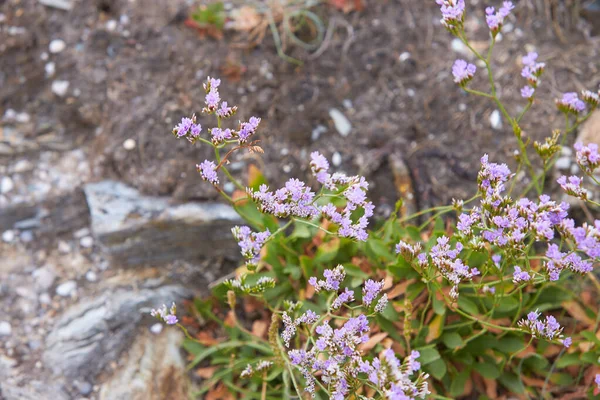 Deniz Lavantası Limonyum Vulgare Çiçeği Plumbaginaceae Caryophyllales Sudaki Tuzlu Zengin — Stok fotoğraf