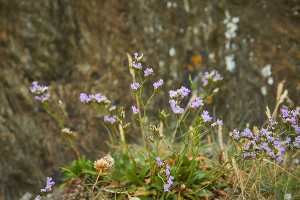 Havslavendel Limonium Vulgare Flower Plumbaginaceae Caryophyllales Blommar Juli Vid Saltrika — Stockfoto