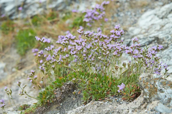 Deniz Lavantası Limonyum Vulgare Çiçeği Plumbaginaceae Caryophyllales Sudaki Tuzlu Zengin — Stok fotoğraf