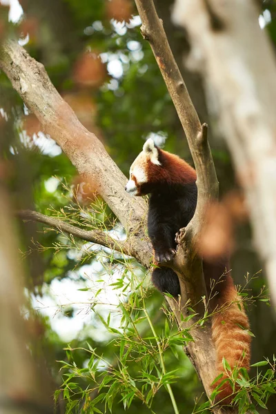 Panda Rojo Sienta Árbol Ramas Mira Hacia Abajo —  Fotos de Stock