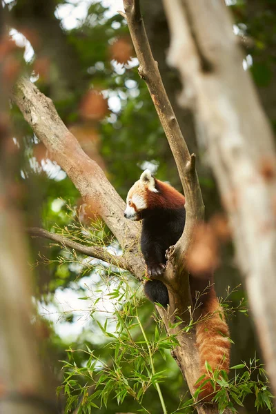 Panda Rojo Sienta Árbol Ramas Mira Hacia Abajo —  Fotos de Stock