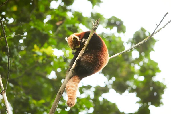 Panda Rojo Durmiendo Árbol Ramas — Foto de Stock