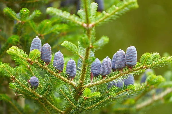 Conos Lilas Jóvenes Abeto Abeto Coreano Abies Koreana — Foto de Stock