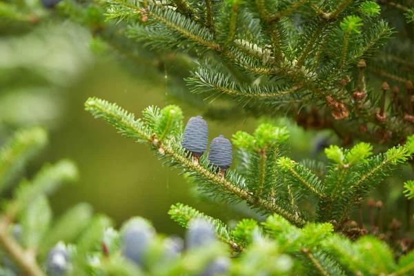 Fiatal Orgona Kúp Lucfenyő Abies Koreana — Stock Fotó