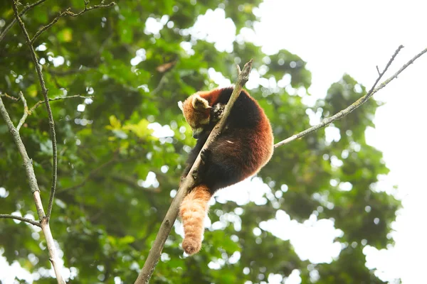 Panda Rojo Durmiendo Árbol Ramas — Foto de Stock