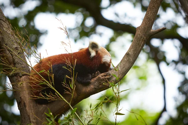 Panda Rojo Durmiendo Árbol Ramas —  Fotos de Stock