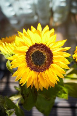 Güzel sarı ayçiçeği. Sıcak güneşten vazgeçmemek için, yoğunluğun ve cesaretin sembolüdür..