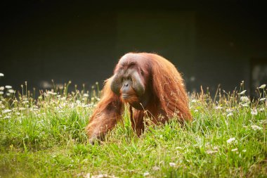Bir çift komik ve sıkıcı Asyalı orangutan, yetişkin, kadın ve erkek, açık havada oturuyorlar..