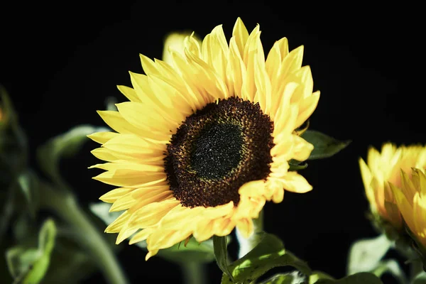 Beautiful yellow sunflower it is a symbol of intensity, courage not to give up on the hot sun.