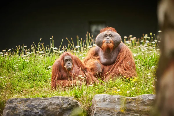 Retrato Pareja Divertidos Aburridos Orangutanes Asiáticos Adultos Mujeres Hombres Sentados — Foto de Stock