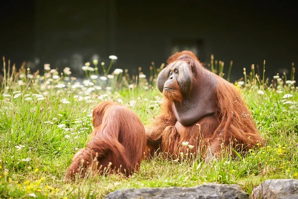 Retrato Pareja Divertidos Aburridos Orangutanes Asiáticos Adultos Mujeres Hombres Sentados — Foto de Stock