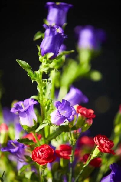 Bouquet of Canterbury bells purple flower blooming (Campanula medium) and red small carnations. Unpretentious and delicate violet bells in the garden.