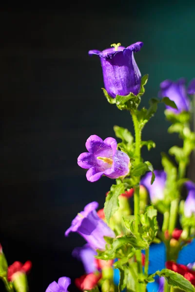 캔터베리 꽃봉오리 Campanula Medium 카네이션의 꽃다발 정원에 평범하지 보라색 — 스톡 사진