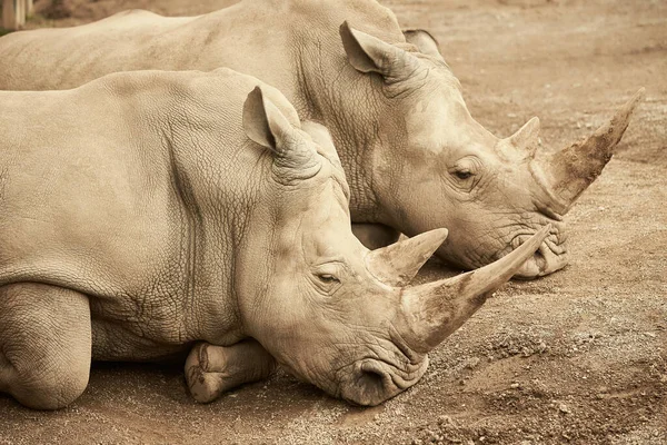 Dva Šedí Nosorožci Odpočívající Zemi — Stock fotografie