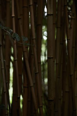 Arka plan için yumuşak bulanık ve güzel yeşil renkli genç bambu ağacı..