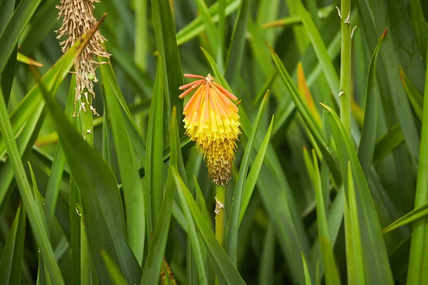 Žlutá Aloe Květ Zavřít — Stock fotografie