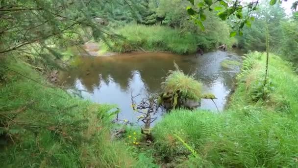 Paisagem Fluvial Idílica Com Vegetação Floresta Mistérios Paisagem Verde — Vídeo de Stock