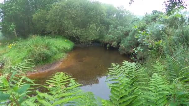 Paisaje Idílico Del Río Con Vegetación Bosque Misterios Paisaje Verde — Vídeos de Stock