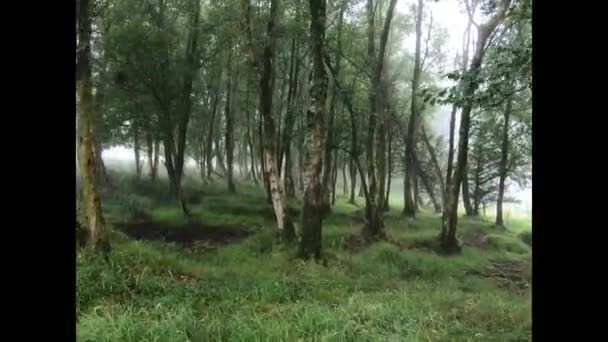 Idylliskt Flodlandskap Med Grönska Mysterieskogen Grönt Landskap — Stockvideo