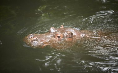 Bir su aygırı (Hippopotamus amfibi) kafası suyun üzerinde yatar ve düz bir şekilde bakar.