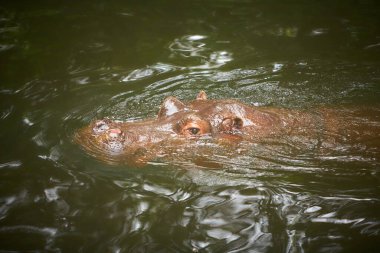 Bir su aygırı (Hippopotamus amfibi) kafası suyun üzerinde yatar ve düz bir şekilde bakar.