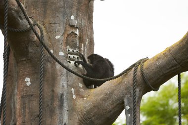 Anne ve bebek Siamnang Gibbon 'ın yemek yemesine yakın durun.