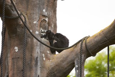 Anne ve bebek Siamnang Gibbon 'ın yemek yemesine yakın durun.