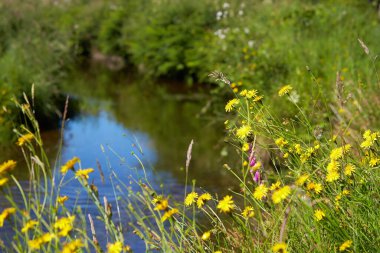 Arka planda cennet gibi nehir manzaralı vahşi sarı karahindibalar..