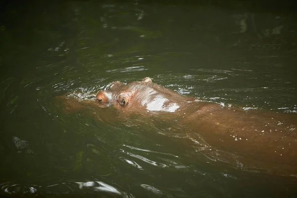 Een Nijlpaard Hippopotamus Amfibus Liggend Het Water Met Zijn Kop — Stockfoto