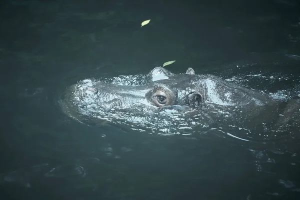 Hipopótamo Hippopotamus Amphibius Deitado Água Com Cabeça Acima Água Olhando — Fotografia de Stock