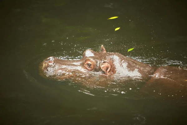 Hipopótamo Hippopotamus Amphibius Deitado Água Com Cabeça Acima Água Olhando — Fotografia de Stock