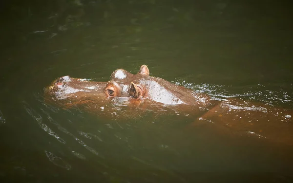 Hipopotam Hipopotam Leżący Wodzie Głową Nad Wodą Wyglądający Prosto — Zdjęcie stockowe