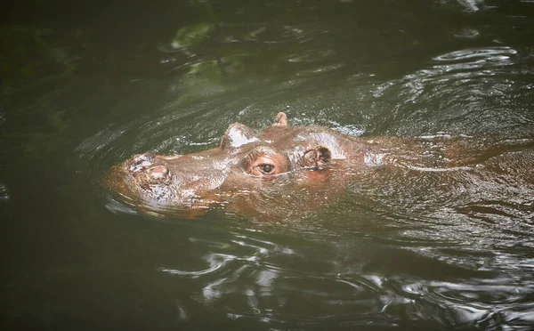 Flodhäst Hippopotamus Amfibius Som Ligger Vattnet Med Huvudet Ovanför Vattnet — Stockfoto
