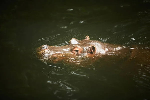 Hipopótamo Hippopotamus Amphibius Deitado Água Com Cabeça Acima Água Olhando — Fotografia de Stock