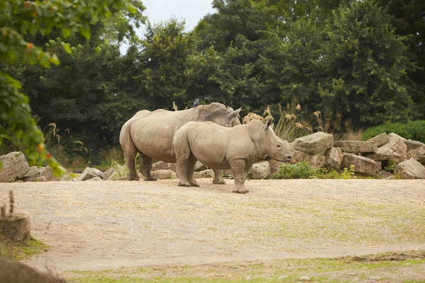 Dva Šedí Nosorožci Procházející Zoo — Stock fotografie