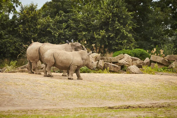 Dva Šedí Nosorožci Procházející Zoo — Stock fotografie