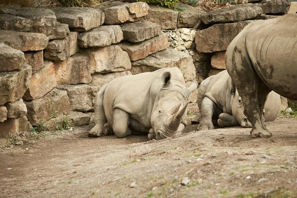 Dva Šedí Nosorožci Odpočívající Zemi — Stock fotografie