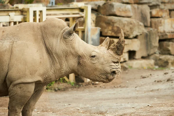 Dva Šedí Nosorožci Procházející Zoo — Stock fotografie