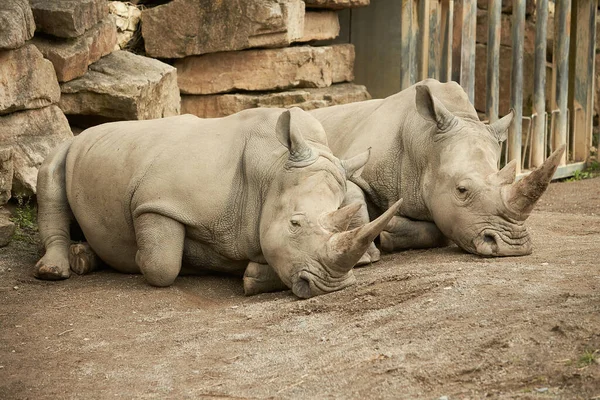 Twee Grijze Neushoorn Rustend Grond — Stockfoto