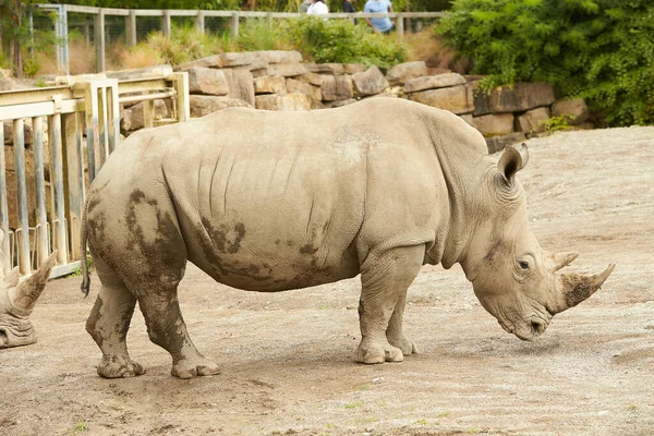 Dva Šedí Nosorožci Procházející Zoo — Stock fotografie