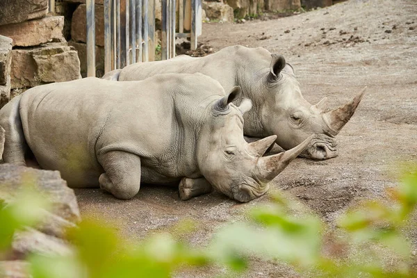 Dois Rinocerontes Cinzentos Descansando Chão — Fotografia de Stock