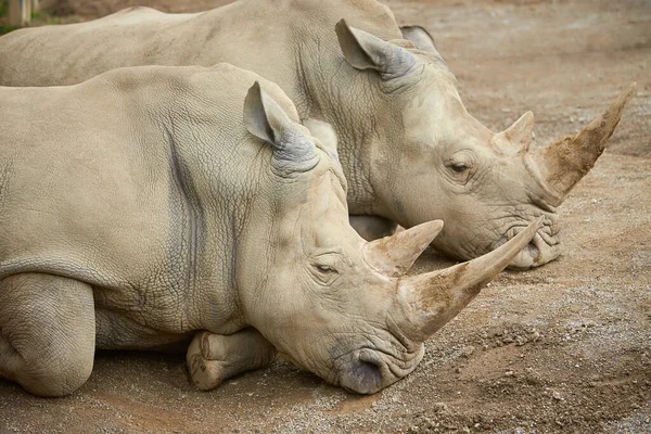 Dois Rinocerontes Cinzentos Descansando Chão — Fotografia de Stock