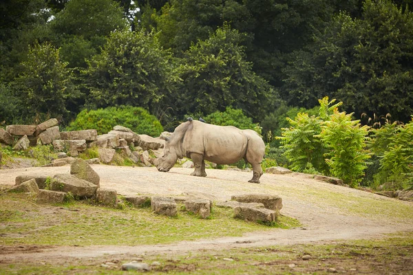 Dva Šedí Nosorožci Procházející Zoo — Stock fotografie