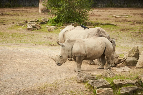 Dva Šedí Nosorožci Procházející Zoo — Stock fotografie