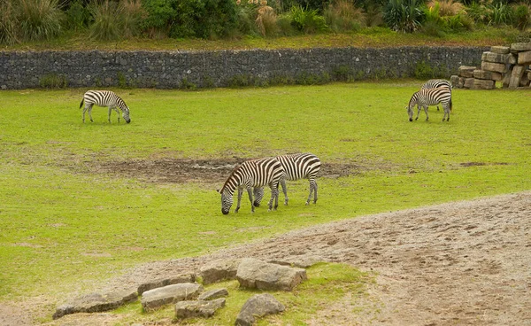 Eine Nahaufnahme Von Zebras Auf Einer Grünen Wiese Bei Tageslicht — Stockfoto
