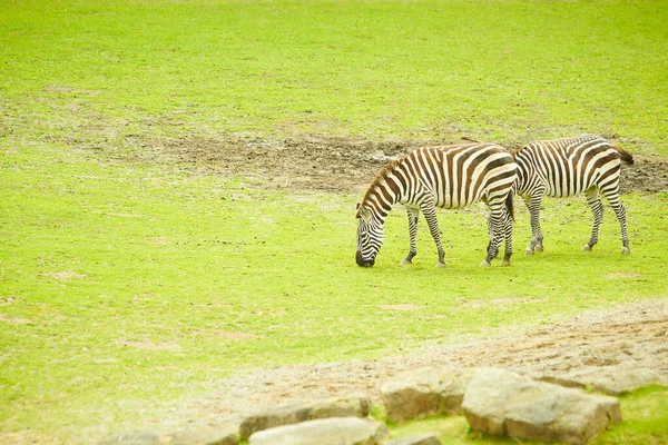 Closeup Zebras Green Field Daylight — Stock Photo, Image